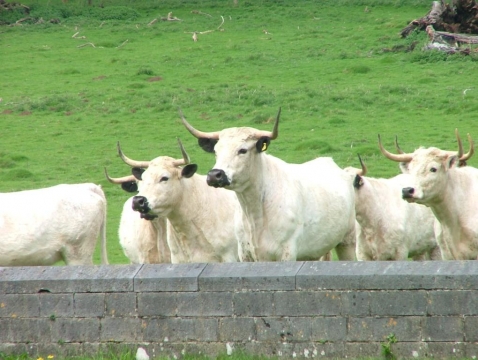 SK at Dinefwr Castle May 2005