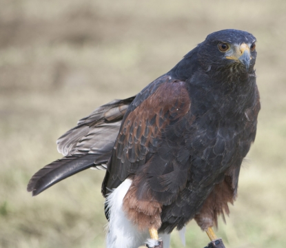 SK at Loseley Park Aug 2011