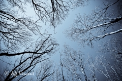 Radyr Woods
