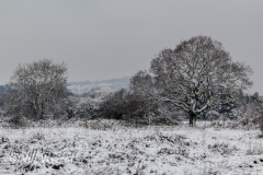 A snowy day near Radyr