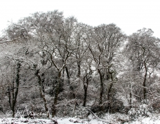 Radyr Woods