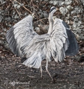 Heron in Radyr Woods
