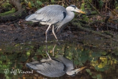 Heron in Radyr Woods