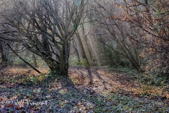 2013_12_17_0333_HDR.jpg