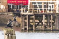 Cafe Cormorant