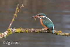 Kingfisher