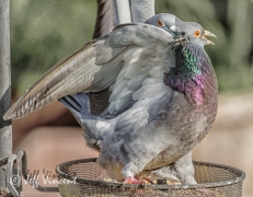 Get Off - this is my food