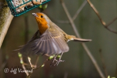 Robin
