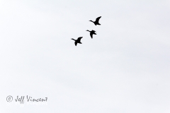 Ducks