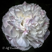 Peony