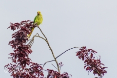 UK Parakeet