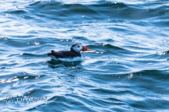Puffin