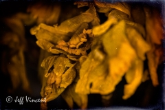 Dead Daffs