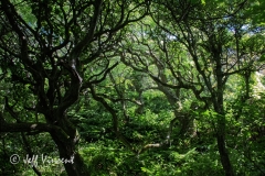 Magical Woodland