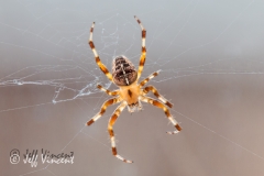 Araneus diadematus