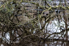 Radyr Woods