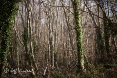 Radyr Woods