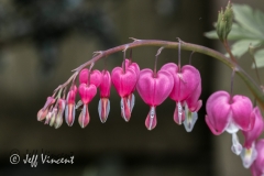 Bleeding Heart