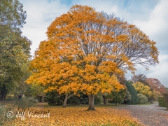 2016_11_01_11943-Edit.jpg