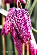 Fritillaria