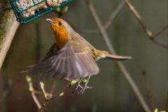 Robin