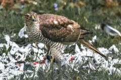 2018_04_01_16717-Edit-Edit