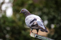 2020_05_07_21045-Edit