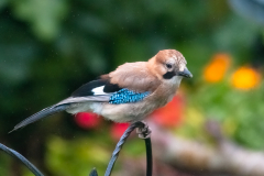 2020_07_13_20515-Edit