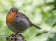 Robin