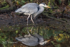 Heron in Radyr Woods