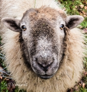 Sheep at St Fagans