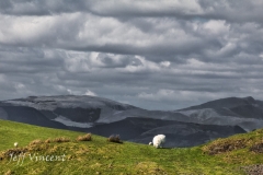 Machynlleth Mountain Road