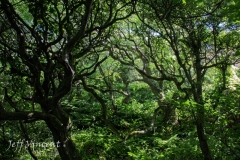 Magical Woodland