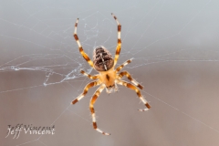 Araneus diadematus