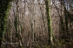 Radyr Woods