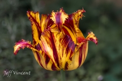 Tulip