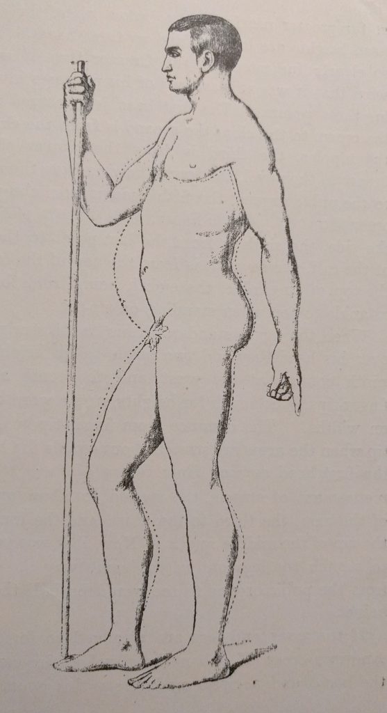 Proportions of the Body