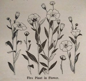 Flax plant in flower