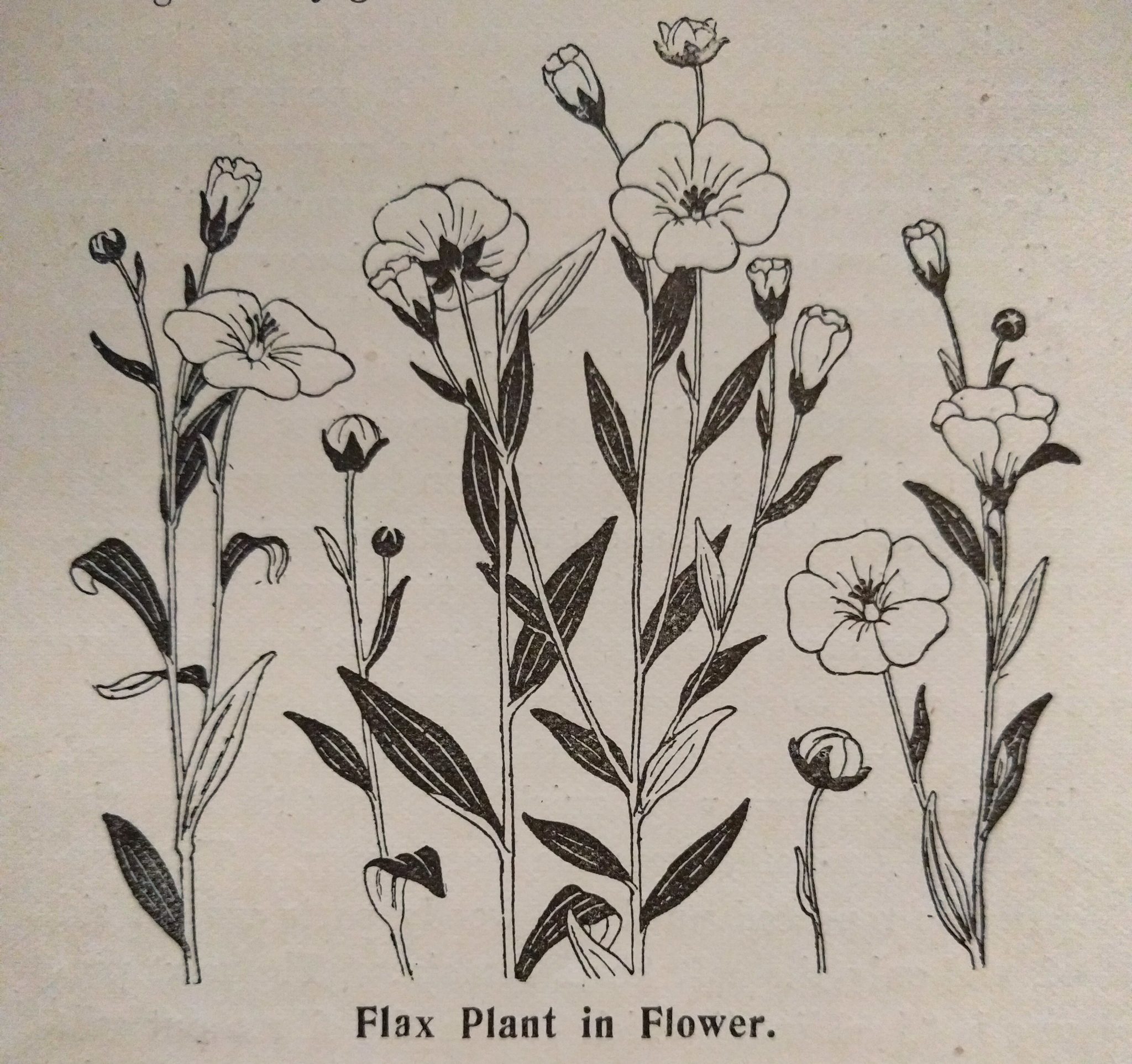 Flax plant in flower