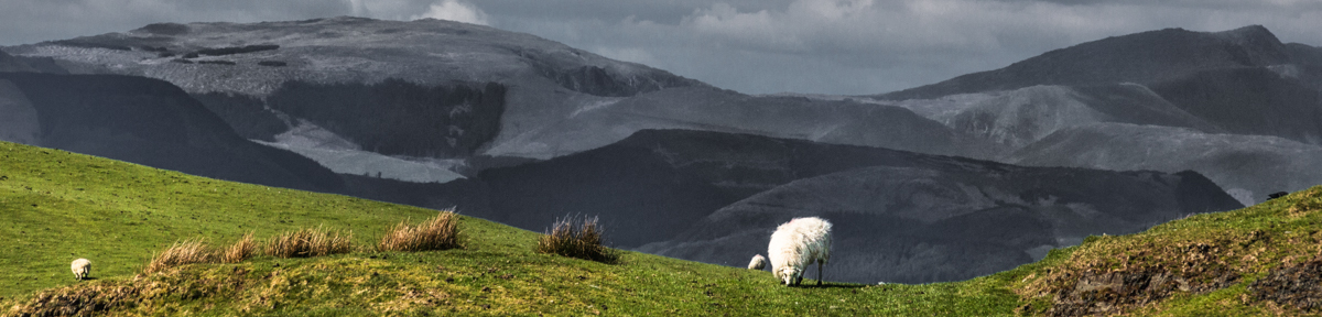 The Vincent Conglomeration