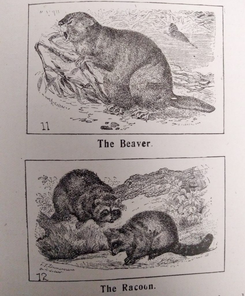 Beaver and Racoon