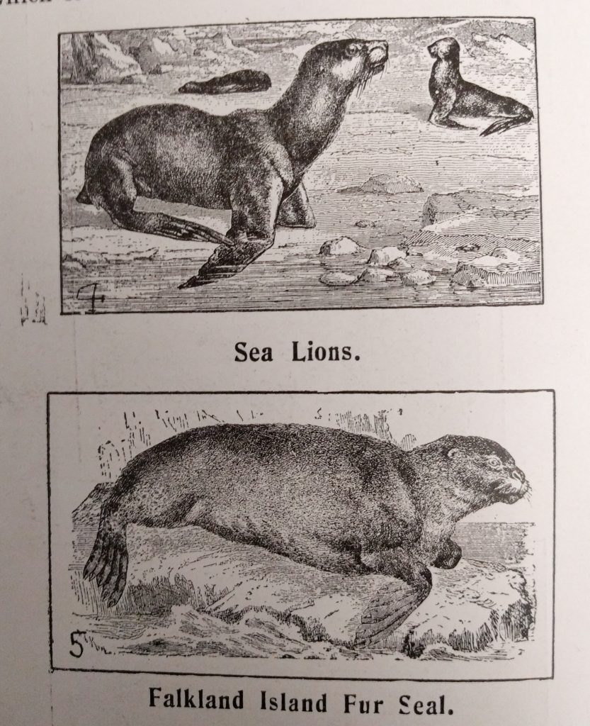 Sea Lion and Falkland Island Fur Seal