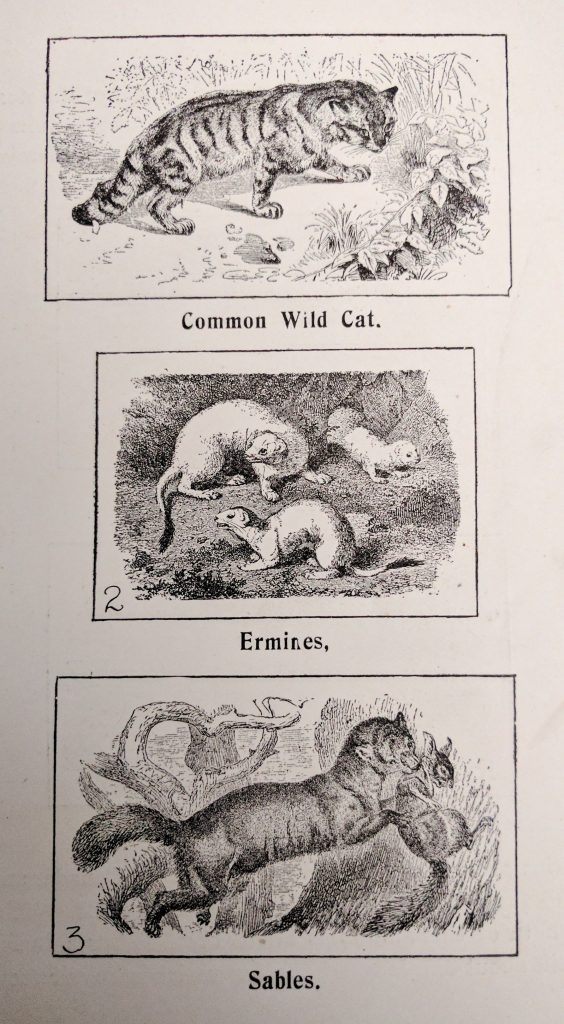 Common Wild Cat, Ermine, and Sable