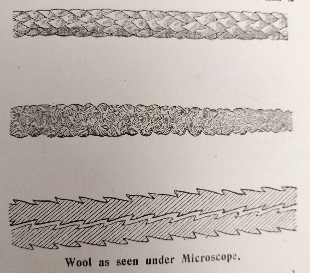 Wool as seen under a microscope